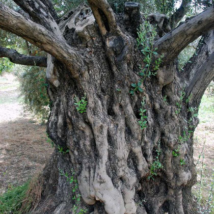 Ancient olive tree at the convent of Ayios Iraklidhios