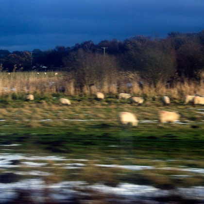 Sheeps and thawing snow