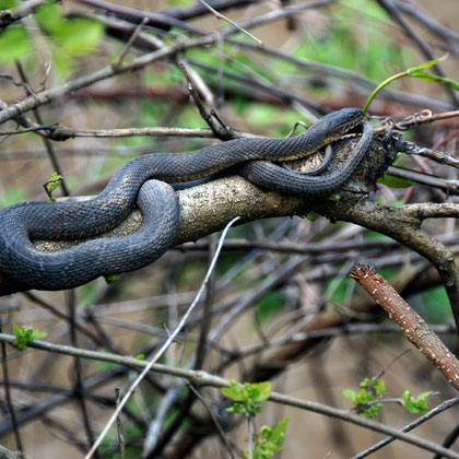 Northern Water Snake (Nerodia sipedon) basking in a canal-side bush at lock near Springridge Road
