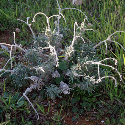 Bugloss (Echium angustifolium) at Cape Greko