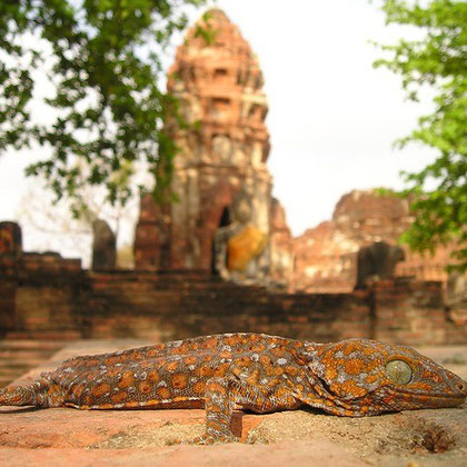 TAILÂNDIA Templo Budismo Iguana Lagarto Dragão Tailândia