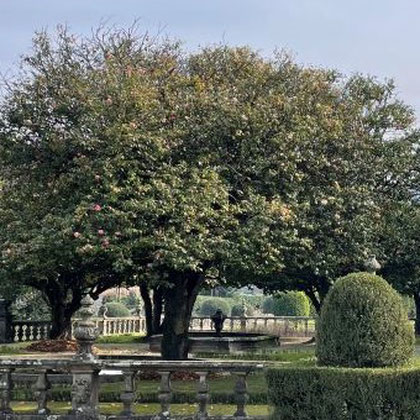 A very old camellia tree at Villa Flor, in Guimaraes