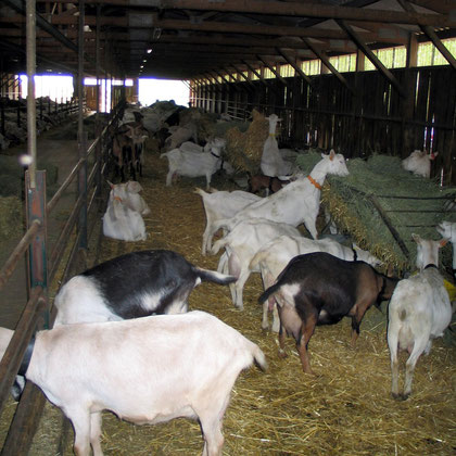 Bild: Ziegen im Stall in der Dombes in Frankreich