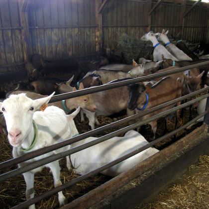 Bild: Ziegen im Stall in der Dombes in Frankreich