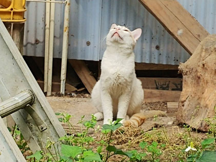 上に飛んだ虫を目でおうお猫様