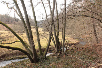 Moosalbtal in der Nähe von Fischweier (G. Franke, 07.02.17)