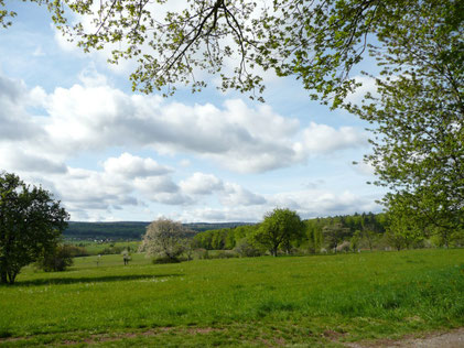 am nördlichen, oberen Rand der Mistwiesen in Nähe des Sportplatzes Ittersbach (M. Franke)