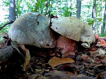 Satanspilz - Boletus satanas am Essigberg - giftig  (Foto: B. Miggel 2016)