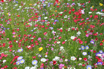 Eine gedeckte Tafel für Insekten - Wildblumenwiese/ Saatgutmischung  (G. Franke, am Bodensee)