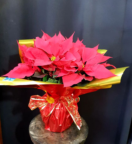 Poinsettia M15cm  desde 15 €