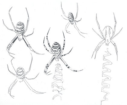 Epeires fasciées (Ille-et-Vilaine, septembre 2015)