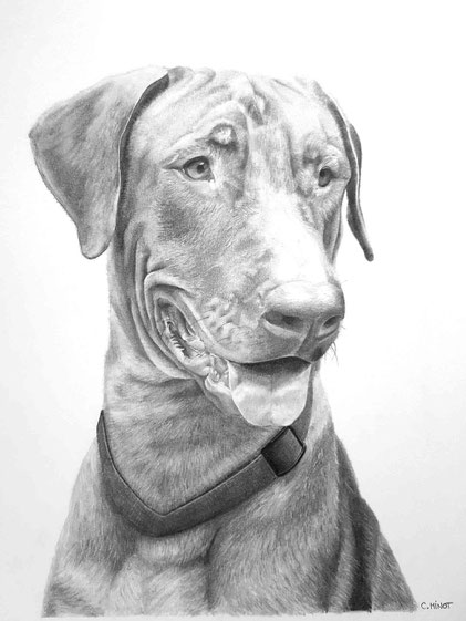 L'Atelier de Capucine Minot Dessin personnalisé sur commande crayon graphite portrait chien animal domestique animaux ridgeback