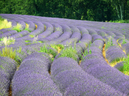 Lavendelfeld im Luberon. © Uwe Niemeier