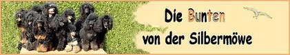 Zuchtstätte unserer Stammhündin " Donna Romina von der Silbermöwe " vom A- und B-Wurf