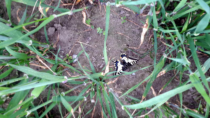 Foto eines Schwalbenschwanz-Schmetterlings
