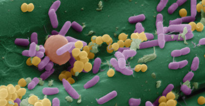 Mikroskopische Ansicht von Bakterien