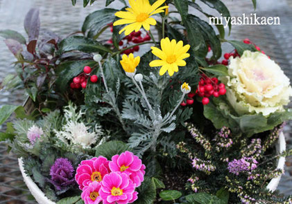 生産直売の宮子花園は、万両や千両など縁起物の植物で華やかで豪華な迎春の寄せ植えを販売しています。