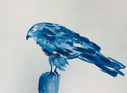Vogel Rotmilan blaue Tusche auf Papier