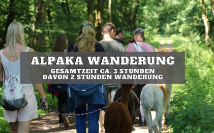 Alpaka Wandertour in der Lüneburger Heide