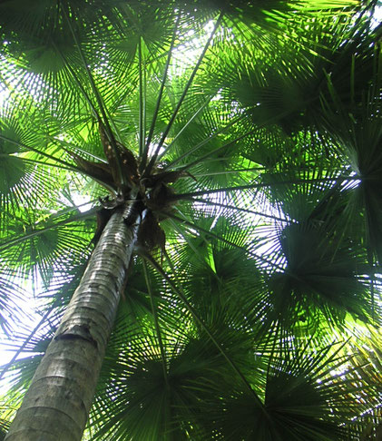 forêt ciel méditation pleine conscience programme MBCT