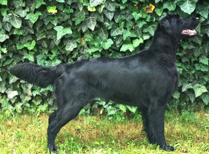 Dolce Vita von Helping Hounds