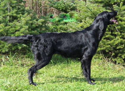 Sweet Heart von Helping Hounds