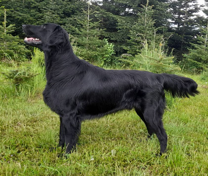 Helping Hounds Black Brianta