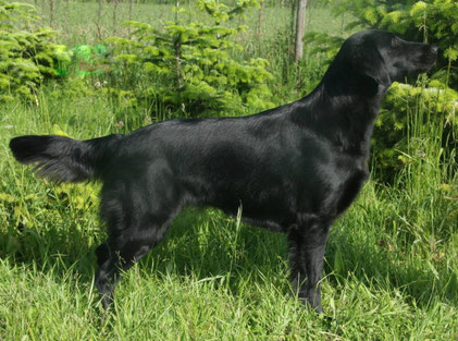 Rubina-Lia-Lu von Helping Hounds