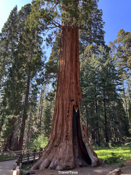 Sequoia National Park