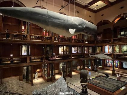 Museum Hawaii
