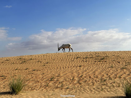 Desert safari in Dubai