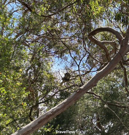Koala in boom bij Kenneth River