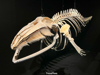 Whale Museum Húsavík