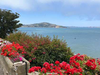 Bloemen Alcatraz