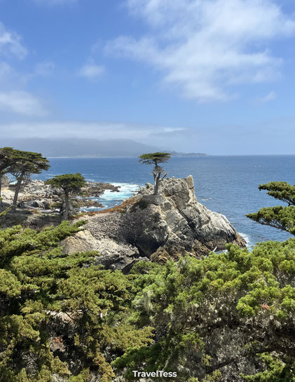 Lone Cypress