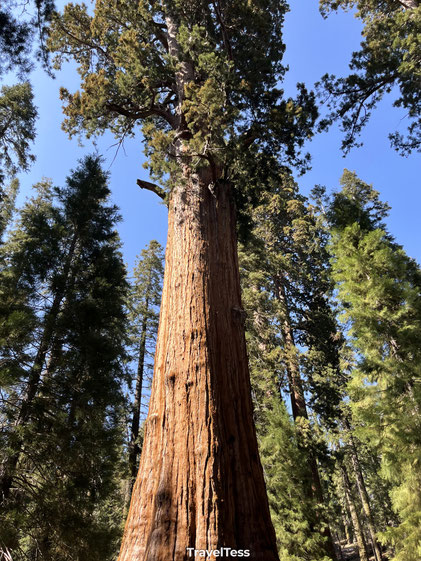 Sequoia National Park