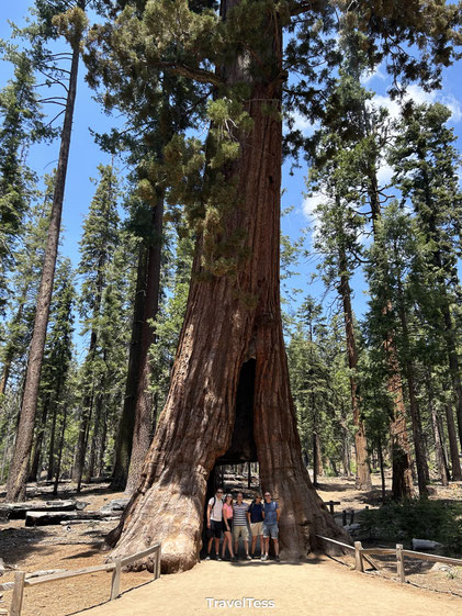 California Tunnel Tree
