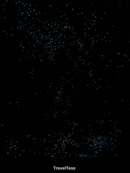 Glowwormen Waipu caves