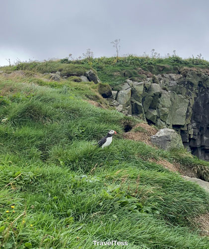 Papegaaiduiker spotten Zuid-IJsland