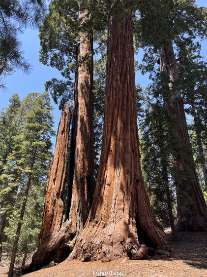 Kings Canyon National Park
