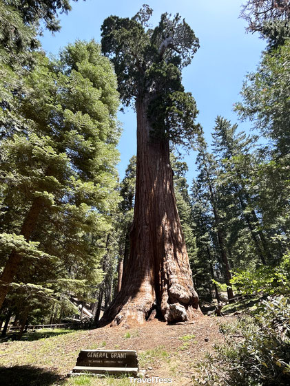General Grant Tree
