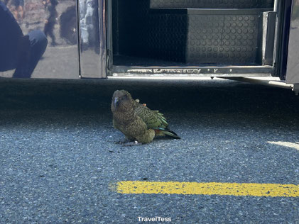 Kea op een parkeerplaats