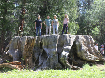 The Big Stump