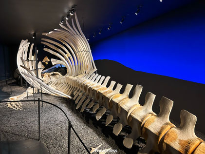 Whale Museum Húsavík
