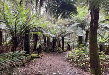 Mount Field National Park