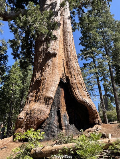 Grote sequoiaboom