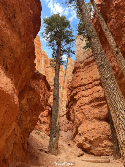 Hoge bomen tussen hoodoos Navajo Loop Trail