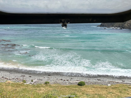  Roaring Bay Penguins & Seals Observatory