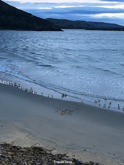 Pinguins komen aan land Dunedin