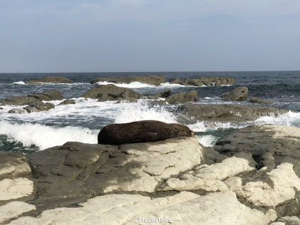 Zeehond in Kaikoura